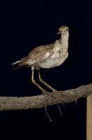 藏品(水雉)的圖片